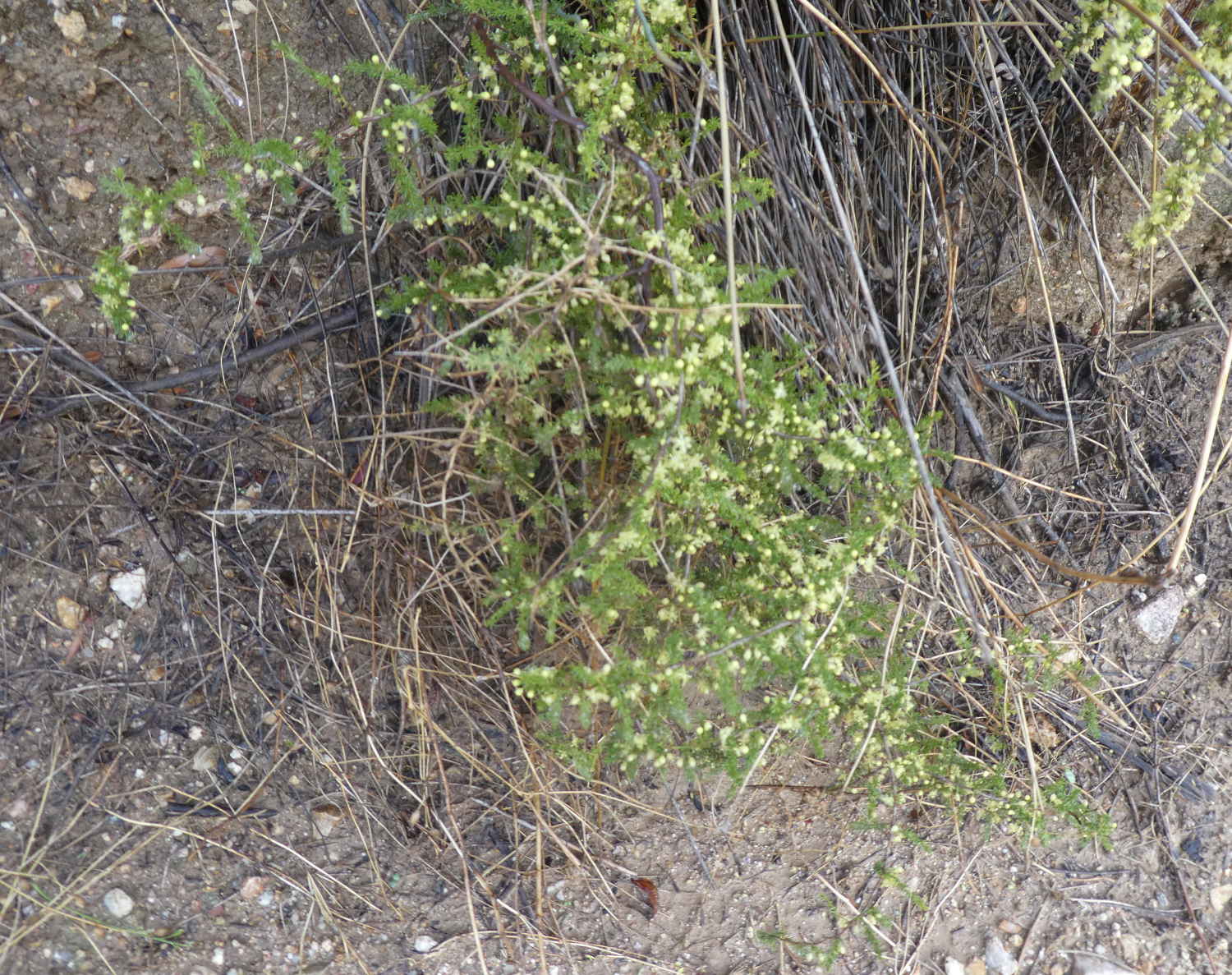 Asparagus acutifolius